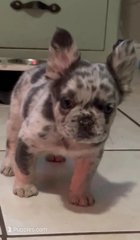 Bear – French Bulldog puppy for sale in Houston, TX