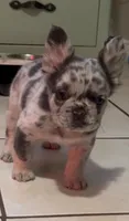 Bear, a male French Bulldog for sale in Houston, TX – 1 of 3