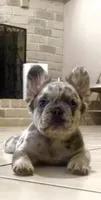 Bear, a male French Bulldog for sale in Houston, TX – 3 of 3