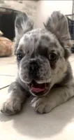 Bear, a male French Bulldog for sale in Houston, TX – 2 of 3