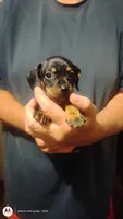 Pepper, a female Miniature Dachshund for sale in Yakima, WA – 4 of 5