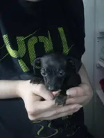 Daisy, a female Miniature Dachshund for sale in Tieton, WA – 2 of 3