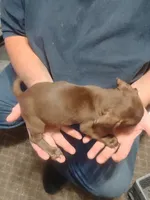 Simon, a male Miniature Dachshund for sale in Yakima, WA – 3 of 3