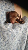 Theodore , a male Miniature Dachshund for sale in Yakima, WA – 2 of 3
