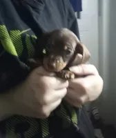 Willow, a female Miniature Dachshund for sale in Tieton, WA – 3 of 3
