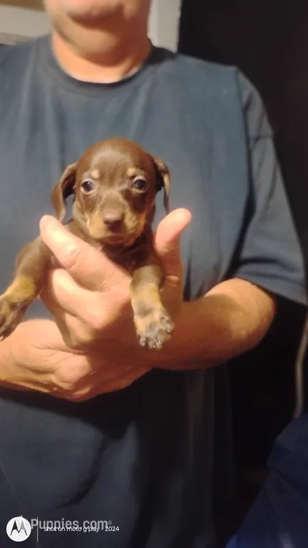 Cardimum – Miniature Dachshund puppy for sale in Yakima, WA