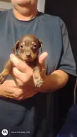 Cardimum, a female Miniature Dachshund for sale in Yakima, WA – 1 of 3