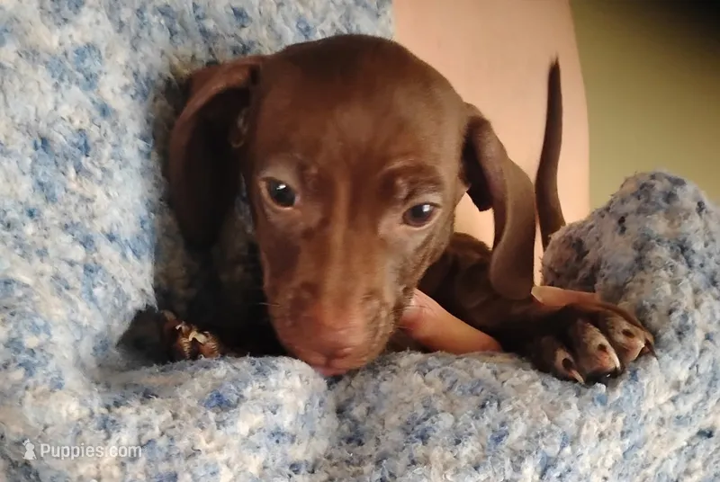 Simon – Miniature Dachshund puppy for sale in Yakima, WA