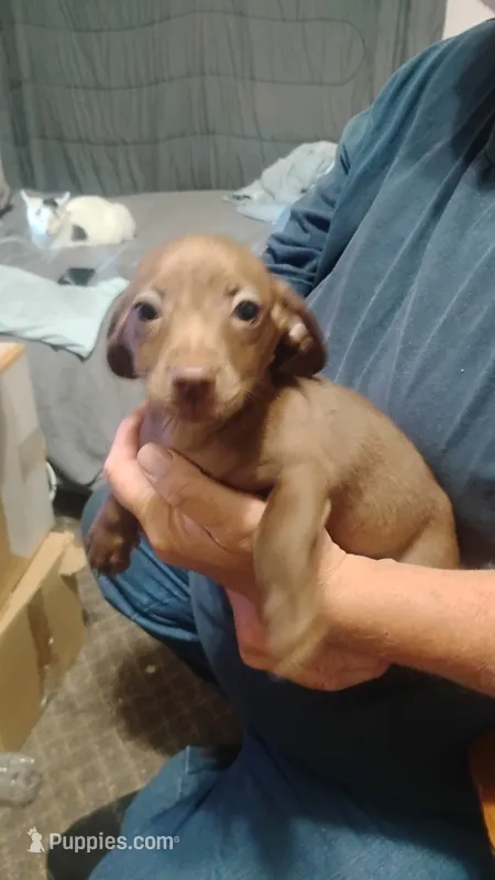 Alvin – Miniature Dachshund puppy for sale in Yakima, WA