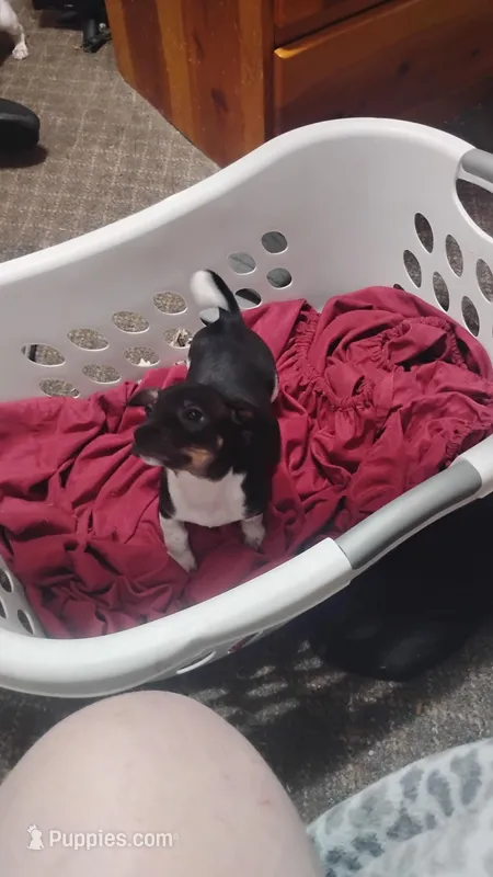 Penguin  – Miniature Dachshund puppy for sale in Yakima, WA