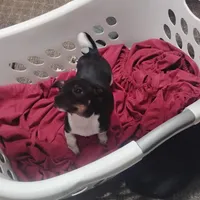 Tux, a male Miniature Dachshund for sale in Yakima, WA – Photo 2 of 2