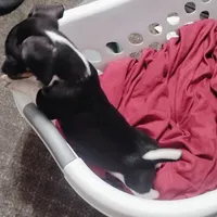 Tux, a male Miniature Dachshund for sale in Yakima, WA – Photo 1 of 2