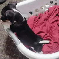 Penguin , a male Miniature Dachshund for sale in Yakima, WA – Photo 1 of 2