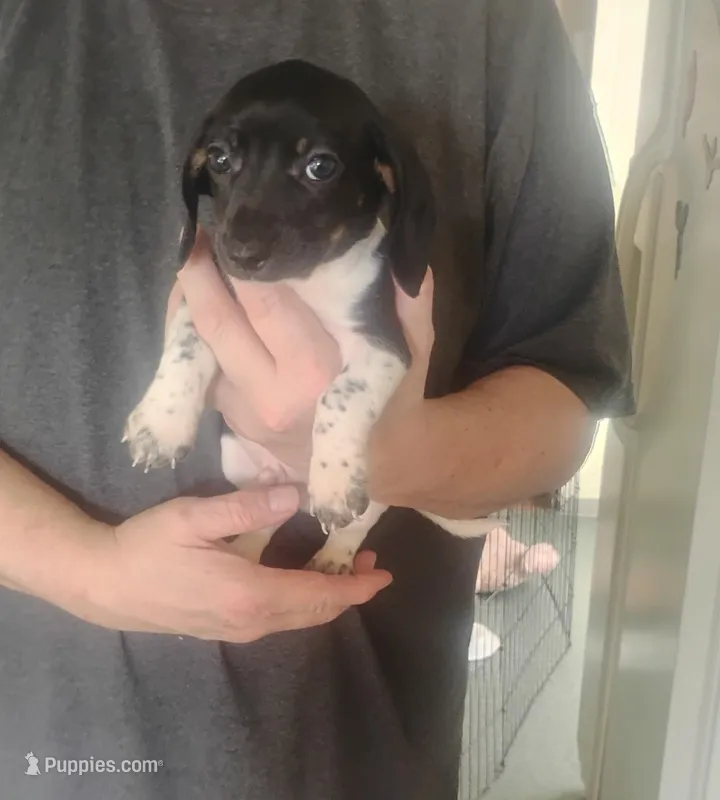 Ebony, a male Miniature Dachshund for sale in Yakima, WA – Photo 1 of 3