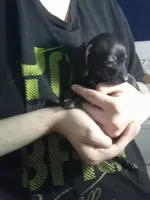 Daisy, a female Miniature Dachshund for sale in Tieton, WA – 3 of 3