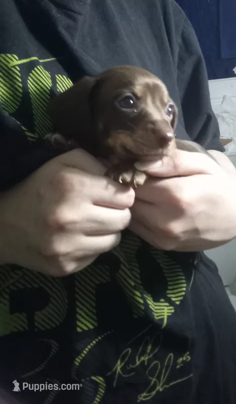 Willow – Miniature Dachshund puppy for sale in Tieton, WA