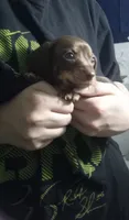 Willow, a female Miniature Dachshund for sale in Tieton, WA – 1 of 3
