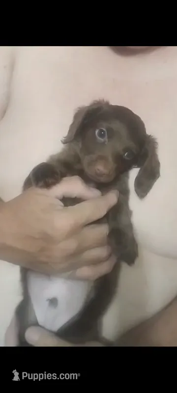 Teddy – Miniature Dachshund puppy for sale in Yakima, WA