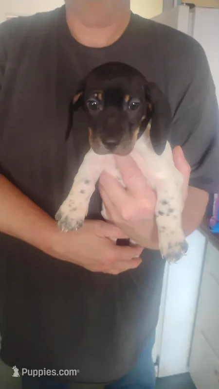 Ivory, a male Miniature Dachshund for sale in Yakima, WA – Photo 1 of 2