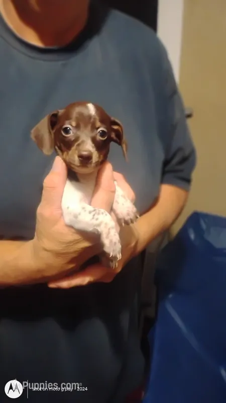 Fleck – Miniature Dachshund puppy for sale in Yakima, WA