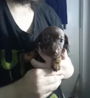Winston , a male Miniature Dachshund for sale in Tieton, WA – 2 of 2