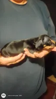 Pepper, a female Miniature Dachshund for sale in Yakima, WA – 5 of 5