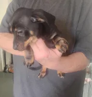 Panzer, a male Miniature Dachshund for sale in Yakima, WA – Photo 2 of 3