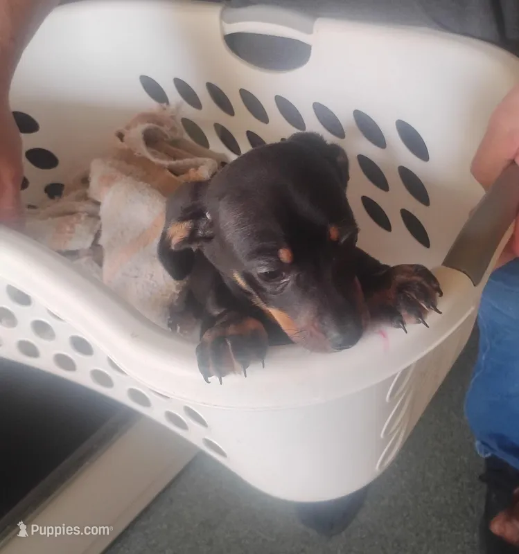 Panzer, a male Miniature Dachshund for sale in Yakima, WA – Photo 1 of 3