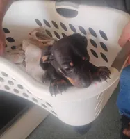 Panzer, a male Miniature Dachshund for sale in Yakima, WA – Photo 1 of 3