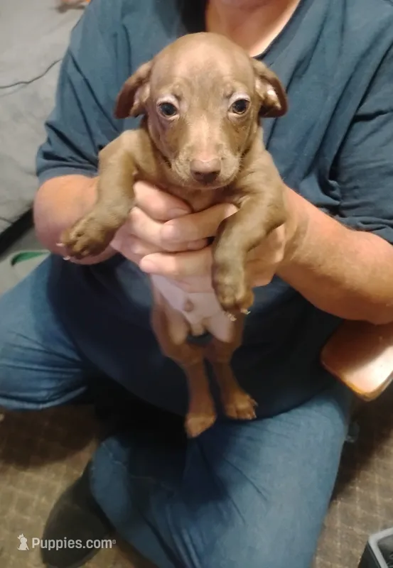 Simon – Miniature Dachshund puppy for sale in Yakima, WA