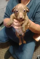 Simon, a male Miniature Dachshund for sale in Yakima, WA – 1 of 3