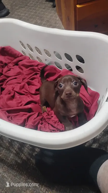 Theodore  – Miniature Dachshund puppy for sale in Yakima, WA