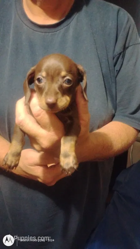 Cinnamon  – Miniature Dachshund puppy for sale in Yakima, WA