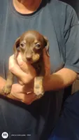 Cinnamon , a female Miniature Dachshund for sale in Yakima, WA – 1 of 2
