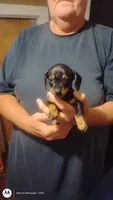Pepper, a female Miniature Dachshund for sale in Yakima, WA – 3 of 5