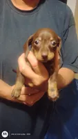 Cardimum, a female Miniature Dachshund for sale in Yakima, WA – 2 of 3