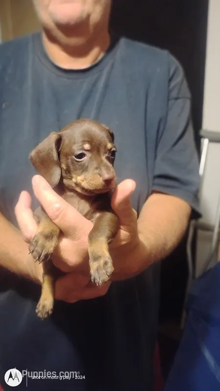 Cinnamon  – Miniature Dachshund puppy for sale in Yakima, WA