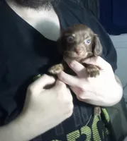 Piper, a male Miniature Dachshund for sale in Tieton, WA – 3 of 3