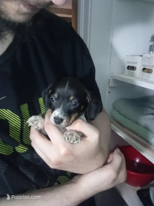 Finn – Miniature Dachshund puppy for sale in Tieton, WA