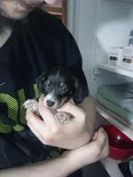 Finn, a male Miniature Dachshund for sale in Tieton, WA – 1 of 3