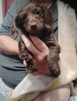 Teddy, a male Miniature Dachshund for sale in Yakima, WA – 3 of 6