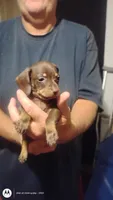 Cinnamon , a female Miniature Dachshund for sale in Yakima, WA – 2 of 2