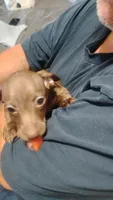 Alvin, a male Miniature Dachshund for sale in Yakima, WA – 2 of 3