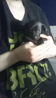 Crusoe, a male Miniature Dachshund for sale in Tieton, WA – 3 of 3