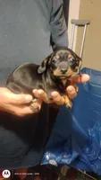 Pepper, a female Miniature Dachshund for sale in Yakima, WA – 2 of 5