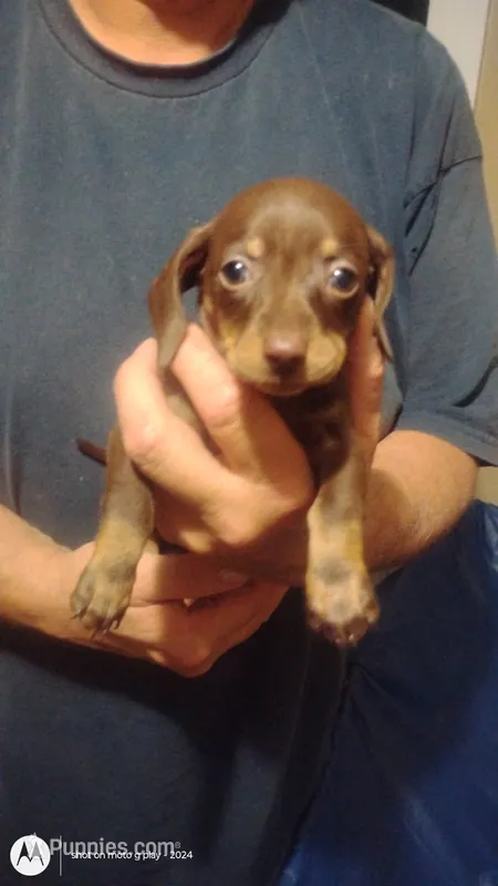 Little bit – Miniature Dachshund puppy for sale in Yakima, WA