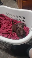 Marco, a female Miniature Dachshund for sale in Yakima, WA – Photo 1 of 2