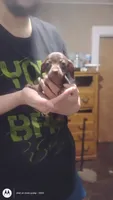 Cardimum, a female Miniature Dachshund for sale in Yakima, WA – 3 of 3