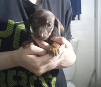 Willow, a female Miniature Dachshund for sale in Tieton, WA – 2 of 3