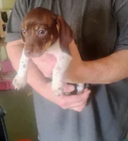 Susie , a female Miniature Dachshund for sale in Yakima, WA – Photo 1 of 2